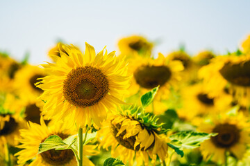 sunflowers blossom on blue sky