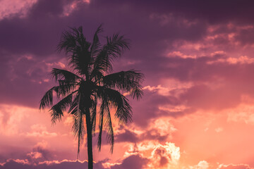 silhouette coconut tree on sunset or sunrise sky background 