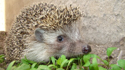 Close up hedgehog
Hedgehog in the garden
European hedgehog. Scientific name: Erinaceus europaeus. delightful summer scene. hedgehog is looking forward. wild nature, forest, woods, 
animals in the city