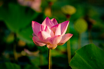 beautiful lotus flower in pond close up