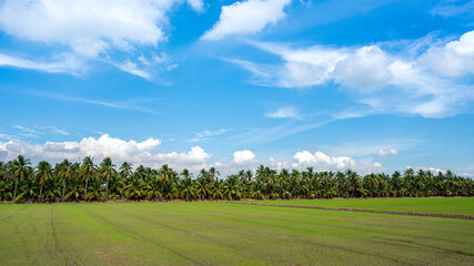 green rice field and blue sky