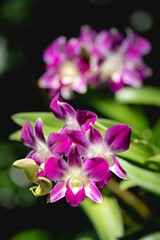 Fototapeta na wymiar purple orchids flower close up