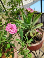 pink small rose bloomed in broad daylight with green leaves