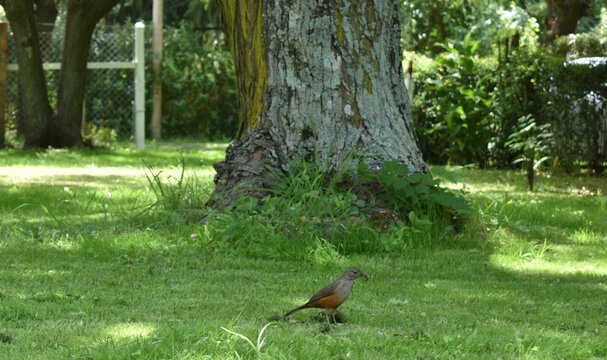 bird and earthworm