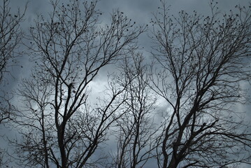 arboles sin hojas sobre un cielo gris