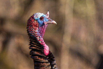A portrait of a large male bronze turkey, with a red and blue face, protruding horn, and brown fanned feathers glistens and shimmers in the sunlight