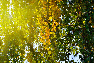 Early autumn. Yellow birch leaves in counter light