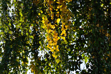 Early autumn. Yellow birch leaves in counter light