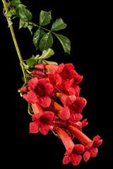 Red flowers of Campsis, radicans grandiflora (trumpet creeper vine) climbing blooming liana plant,...