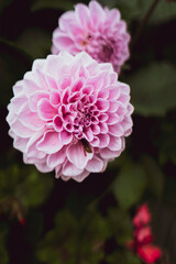 pink flowers, geometry, symmetry 