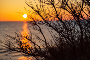 Warm sunset behind some dry bushes