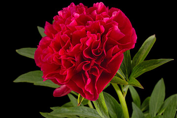 Red flower of peony, isolated on black background