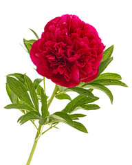 Red flower of peony, isolated on white background