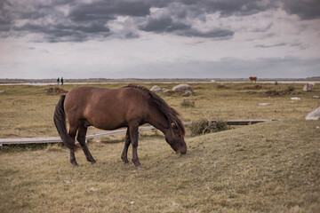 Wild horses in countryside. Animals in wildlife.
