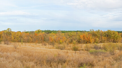 autumn forest landscape with blue sky background