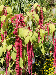 (Amaranthus caudatus) Love-lies-bleeding or foxtail amaranth, impressive plant with its long tails...