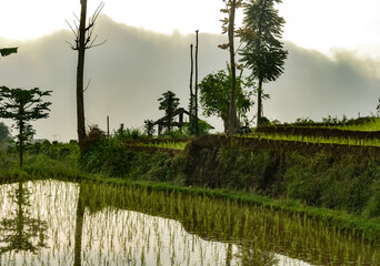Obraz premium landscape with trees and water