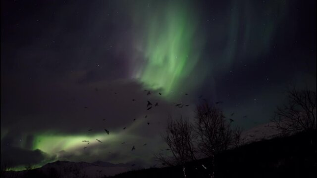Northern Lights with Silhouettes of Birds