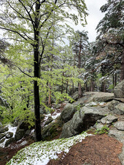 Forest, mountian rocks, Kapratka, Poland