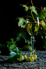 grapes and white wine in the old cellar