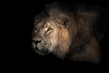  The lion's head is large, eyes. powerful male lion is resting in the twilight, close-up.