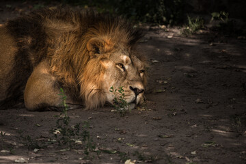 lion with a powerful mane sleeps in the thickets of a dark forest in the heat...