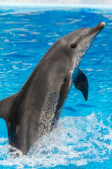 cute dolphin show in safari