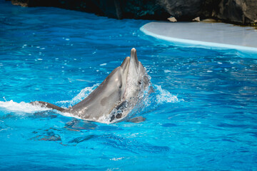 cute dolphin show in safari