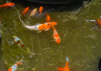 goldfish in the pond