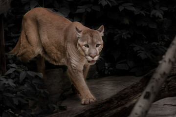 a beautiful cougar walks through a dark forest