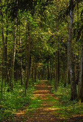 Wide path in morning summer sunny forest
