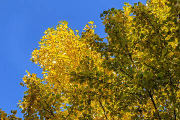 Autumn foliage against blue sky