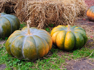 Ripe pumpkins on ground in autumn park
