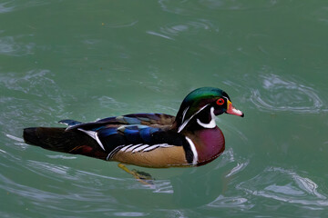 Wood Duck, Pawley's Island, SC: January 2020