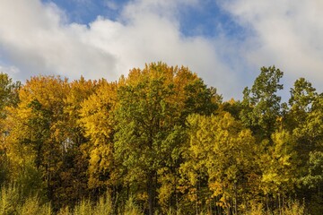 Fototapeta premium Amazing view over autumn forest with green orange trees on blue sky with white clouds background.