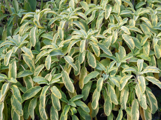 Sage cultivar with yellow-green variegated leaves
