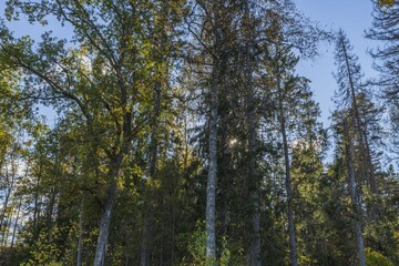 Beautiful view of autumn yellowed forest trees on blue sky background.