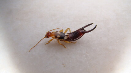 Close up of Earwig on a white background insect isolated Closeup earwigs Earwigs will use their pincers to defend themselves. close up insect, insects, animals, animal, bug, bugs, wildlife wild nature