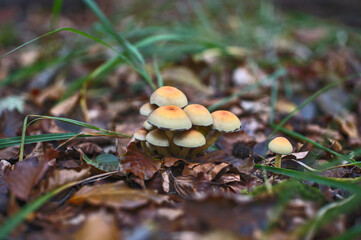 Mushrooms in Brittany woods in the north-west of France (Rennes, France). 