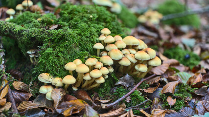 Mushrooms in Brittany woods in the north-west of France (Rennes, France). 