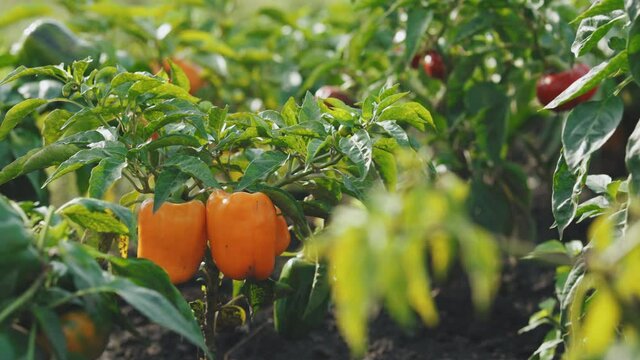 Growing bell peppers in a greenhouse. Salad, healthy food, delicious. Diet, vegetarian lifestyle, eco products, organic. Fresh ripe red green and yellow peppers on the branches on a farm plantation