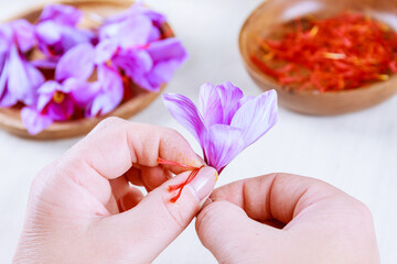 The process of separating the saffron threads from the rest of the flower.