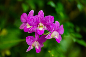 Purple orchids flower close up