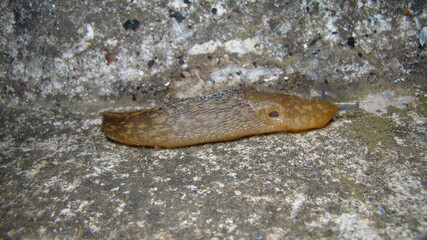 slug crawling on wetlands stump Tentacle of shell-less terrestrial gastropod mollusc slug. a tough-skinned terrestrial mollusk that typically lacks a shell and secretes a film of mucus for protection	