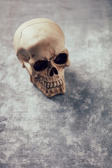 Skull on rustic wooden background. Copy space.