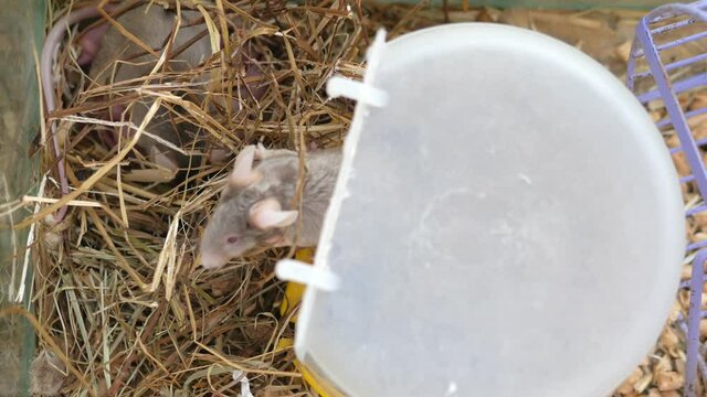 dad mouse falls asleep to mom mouse with newborn mice in hay in a cage. High quality 4k footage