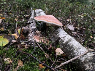 mushrooms