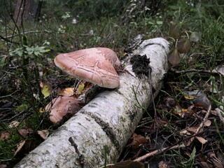 mushrooms