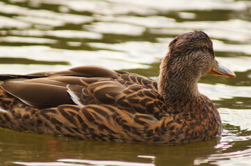 duck on the water