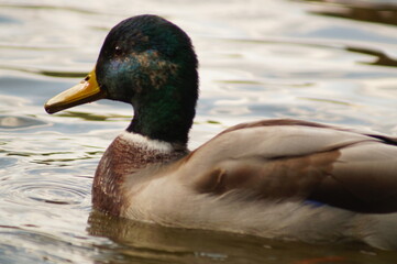 duck on the water